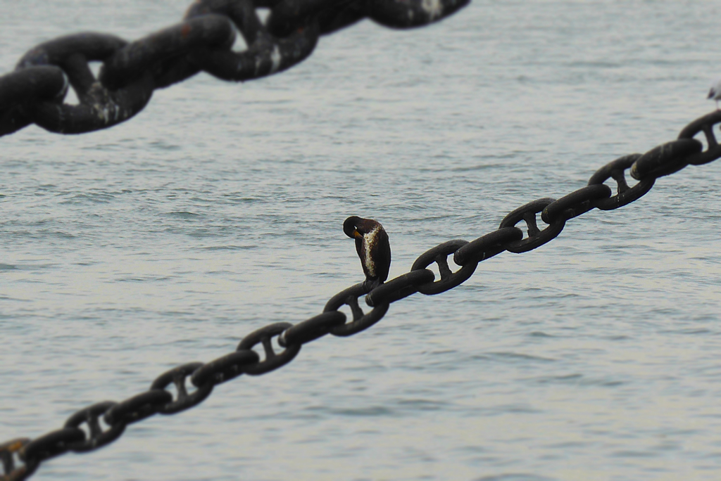 山下公園辺り (3)