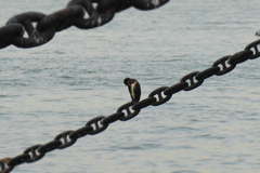 山下公園辺り (3)