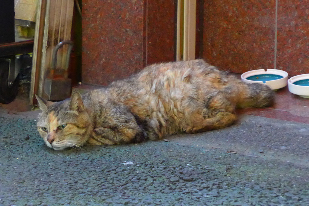 中華街･猫 (2)