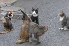 横浜中華街の猫 (2)