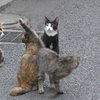 横浜中華街の猫 (2)