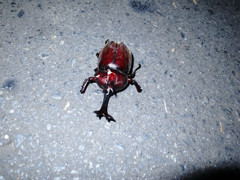 交通事故にあったらしいカブトムシ