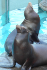 動物2（上野動物園）