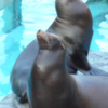 動物2（上野動物園）
