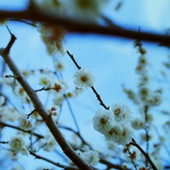 フィルムの白梅・ちょい渋め