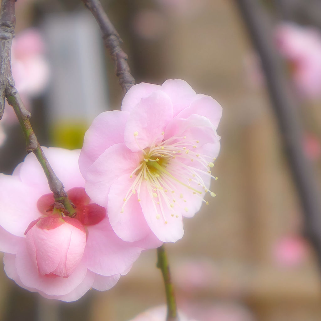 ピンク梅