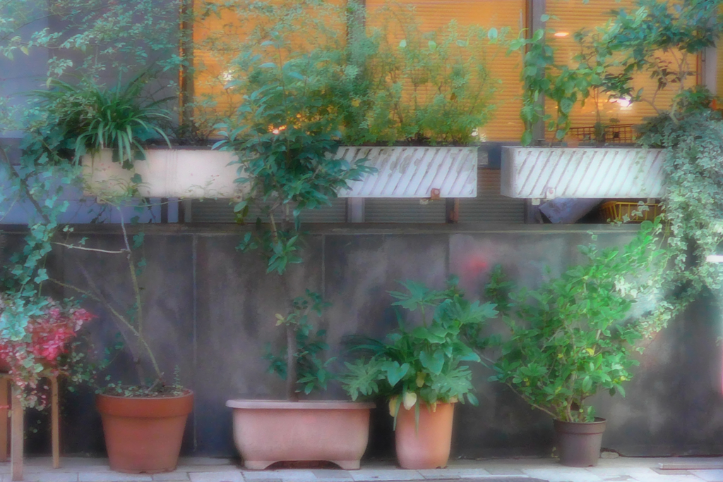 植木