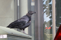 カラス