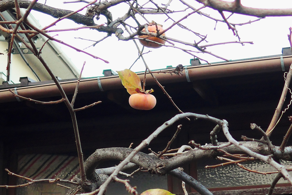 自由が丘辺り (3)