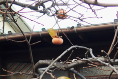 自由が丘辺り (3)