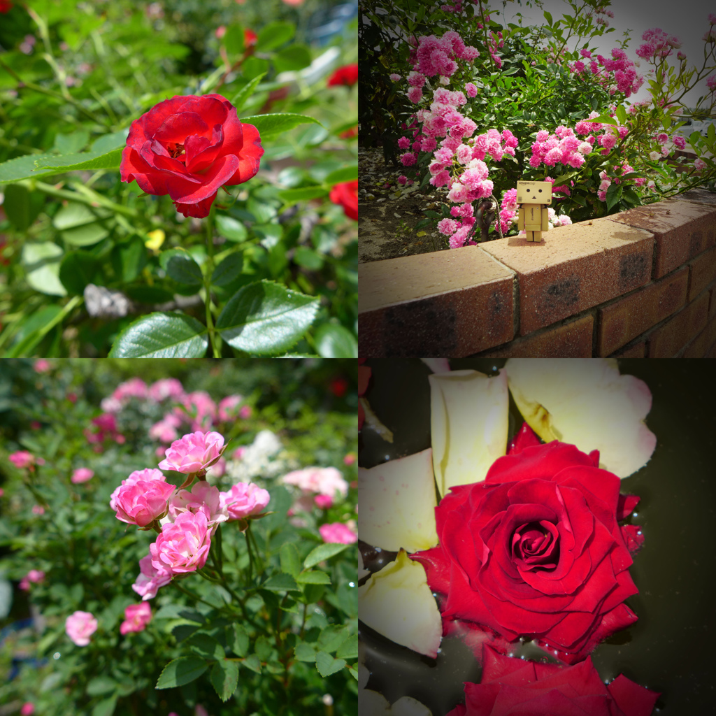 バラ園コラージュ