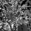 アメ横から秋葉原へ2013年11月 夜 (58)