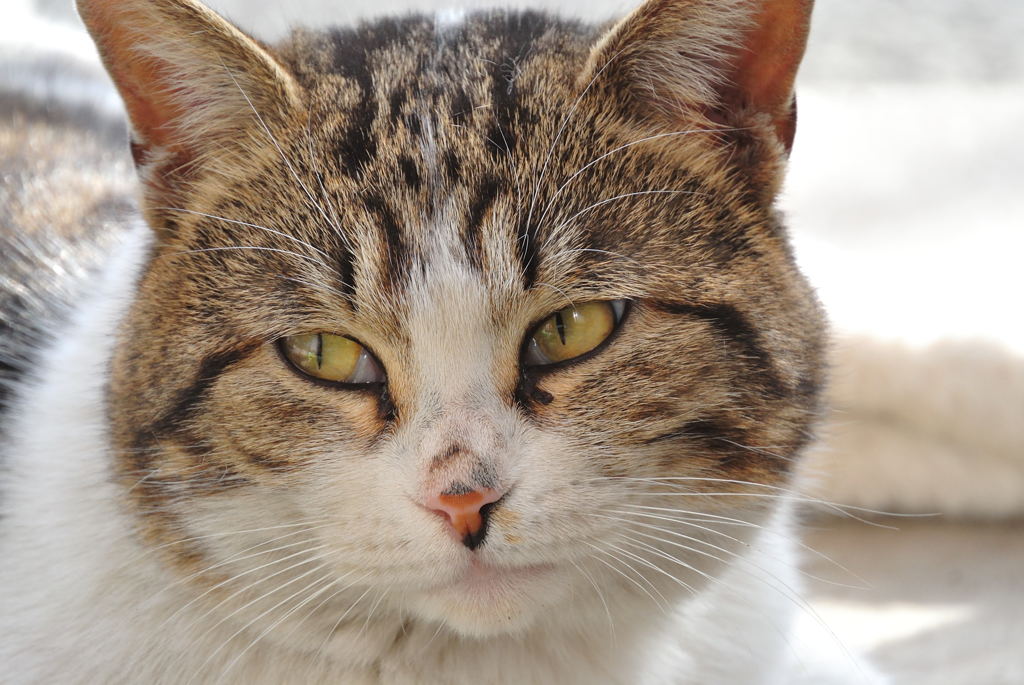 野良猫