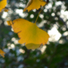 紅葉2（上野動物園）