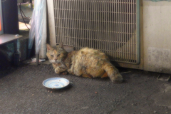 中華街･猫 (1)