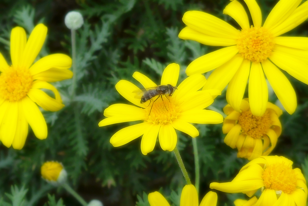 山下公園辺り (4)