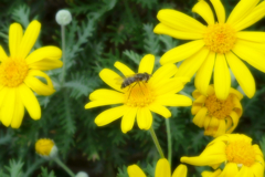 山下公園辺り (4)