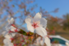 茨城・さくら