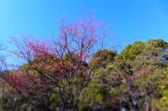 ジオラマで一般参賀 (7)