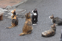 横浜中華街の猫 (3)