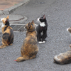 横浜中華街の猫 (3)