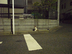 真夜中・猫