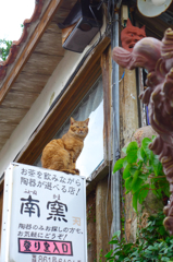 ヤチムン通りの猫にゃん