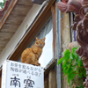 ヤチムン通りの猫にゃん