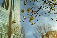 新宿中央公園・蝋梅