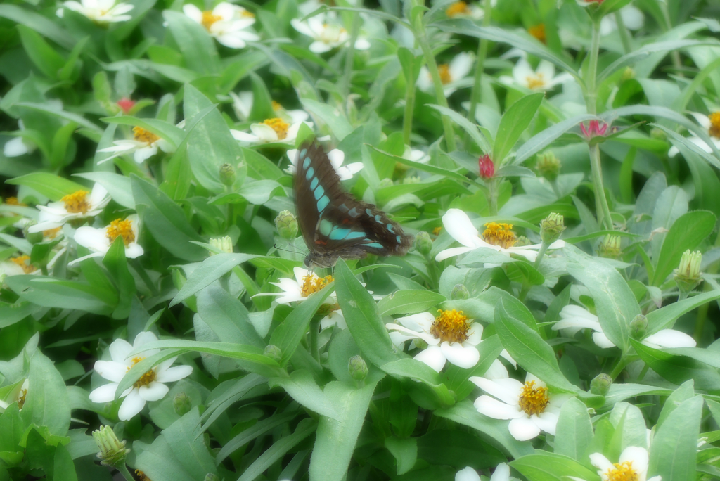 山下公園辺り (2)