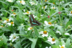 山下公園辺り (2)