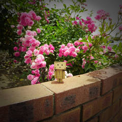 高速道路のバラ園 (3)