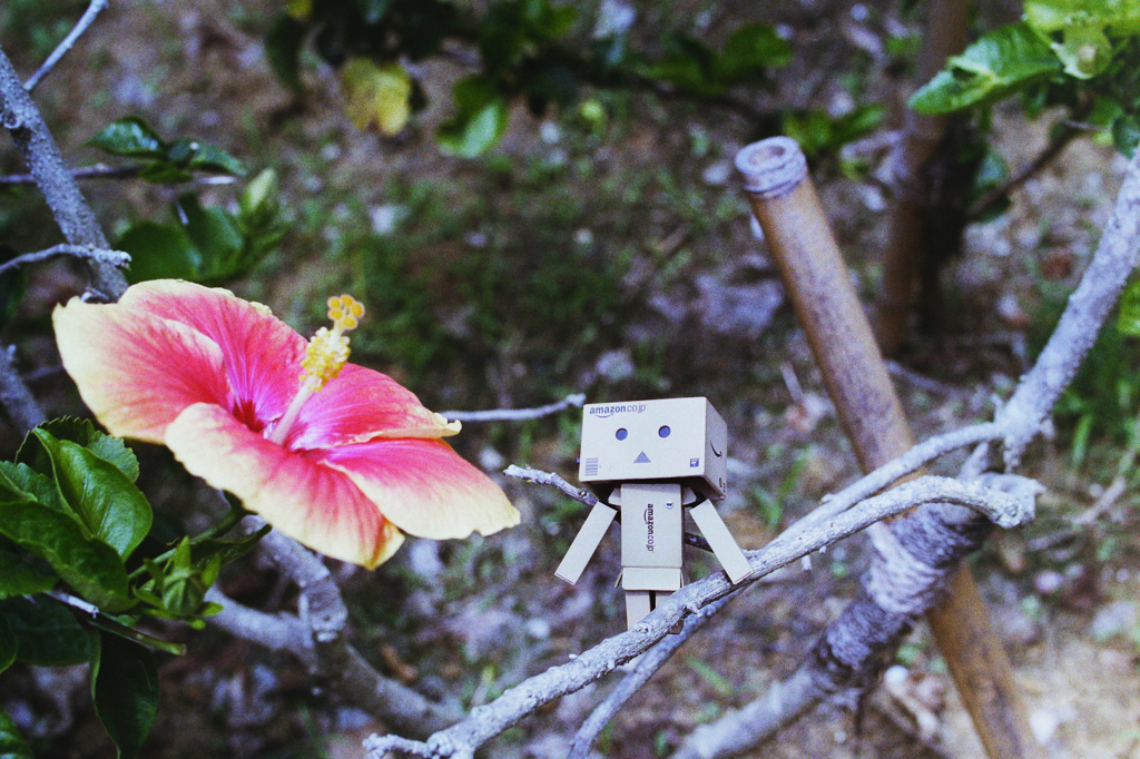 ハイビスカス・ダンボー (1)