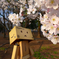 桜咲いたよ