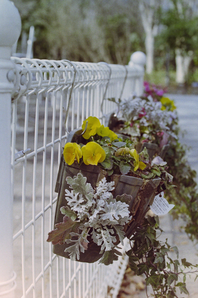公園の花