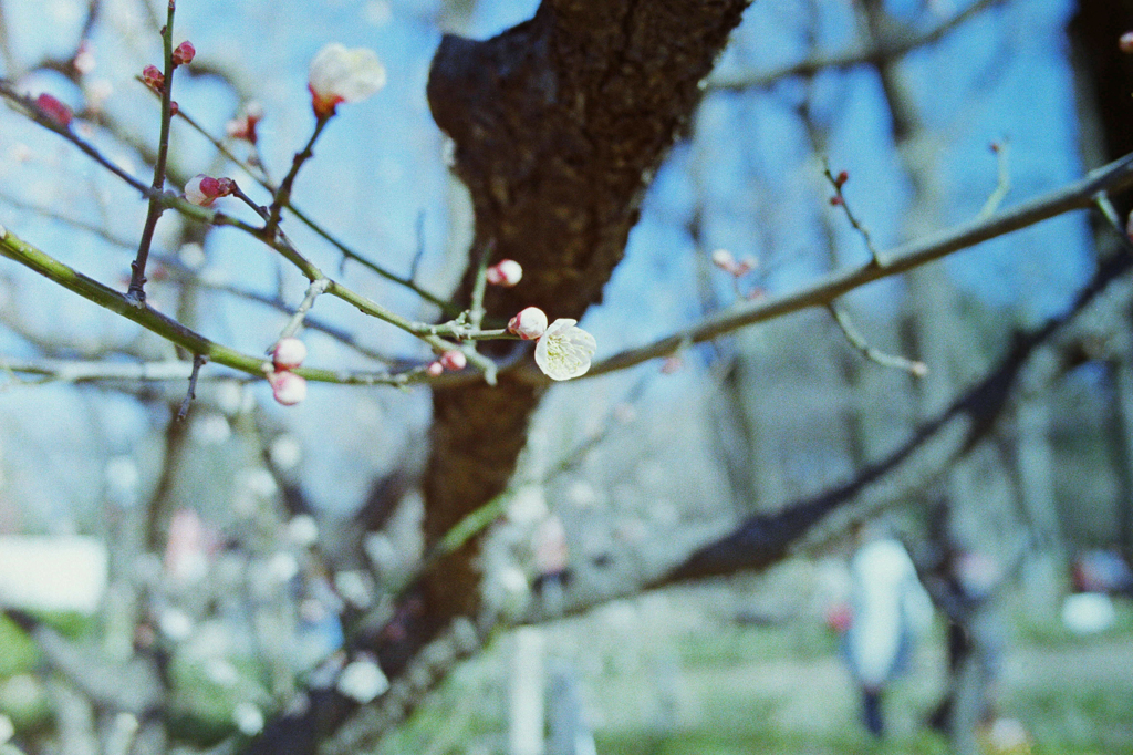 羽根木公園の梅2