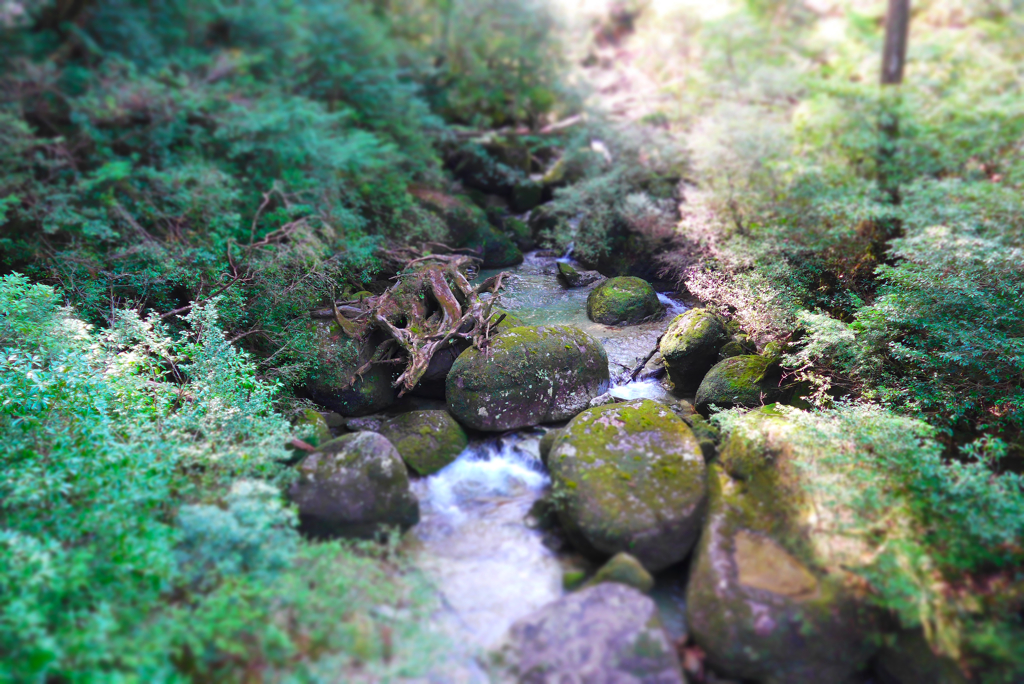 屋久島 (3)