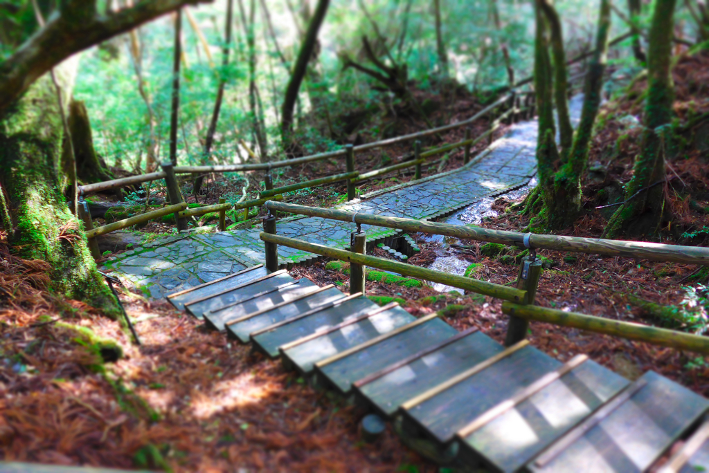 屋久島 (4)
