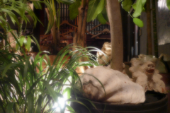 沖縄居酒屋さんへ (4)