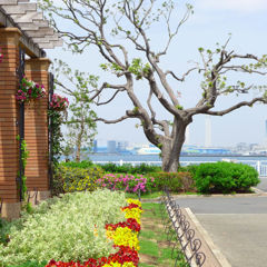 横浜・山下公園