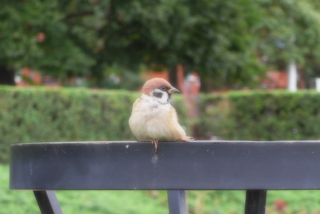 山下公園辺り (4)