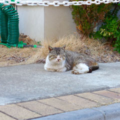 野良にゃん