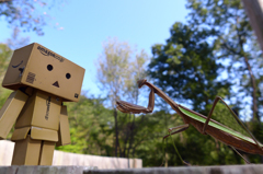 カマキリ・ダンボー