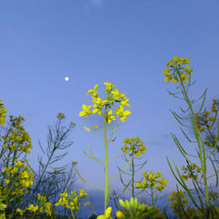 宵の口のお散歩yk