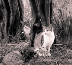 猫の住む島