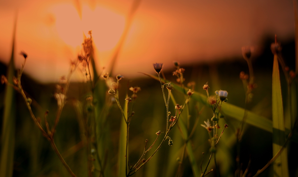 夏の夕暮れ