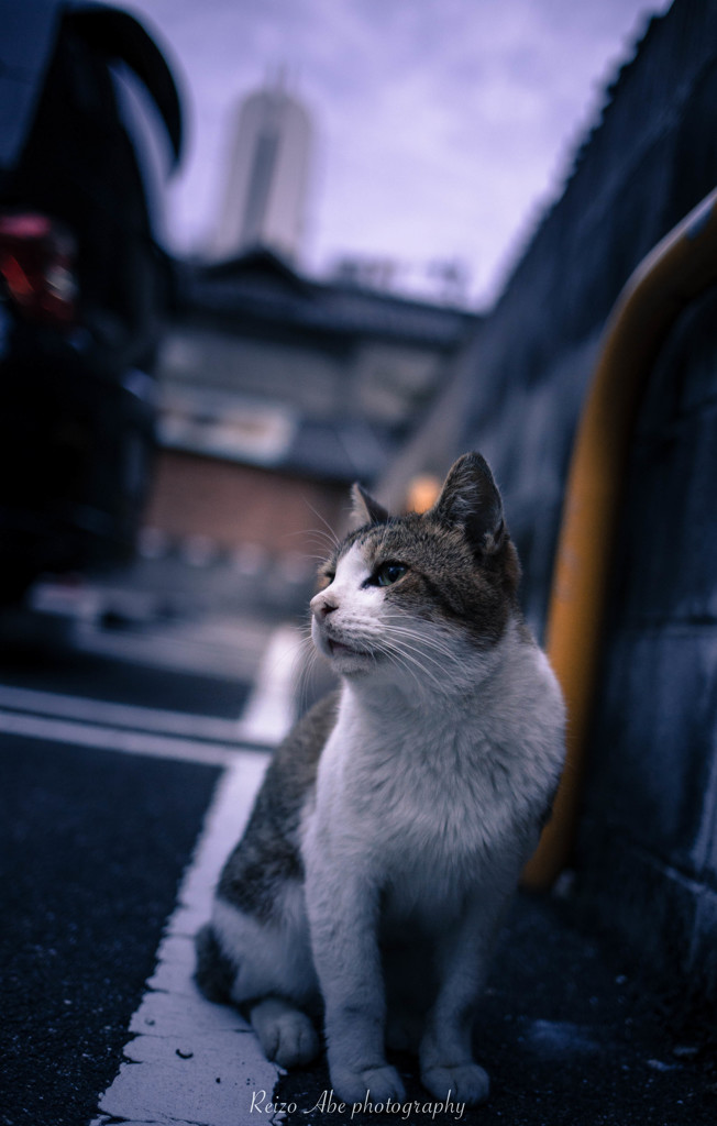 パーキングの猫