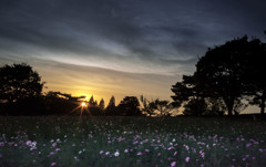 夕暮れと秋桜