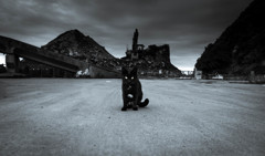 曇り空の日の黒い猫