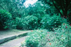 なつのにわ